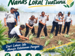 Productive Land, Local Pineapple Harvest